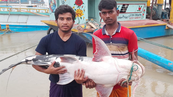 পদ্মায় ধরা পড়লো ৩৫ কেজির বাঘাইড়