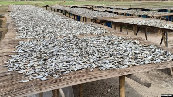 চলন বিলের শুটকি এবার ছারতে পারে,২০০ টন