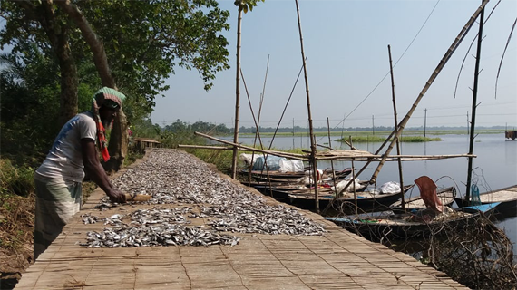 চলনবিল পাড়ে গড়ে উঠেছে প্রায় অর্ধশত শুটকির চাতাল, রপ্তানি হচ্ছে বিদেশে
