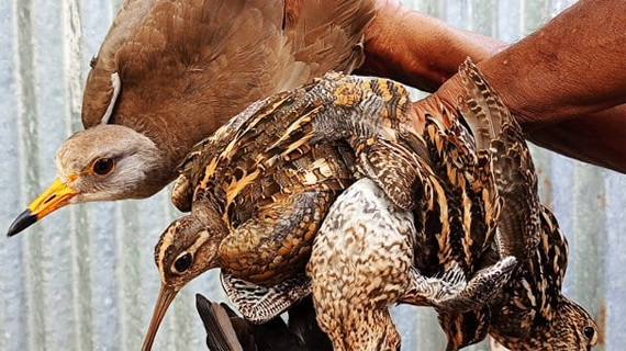 চলনবিলে অবাধে পাখি নিধন!