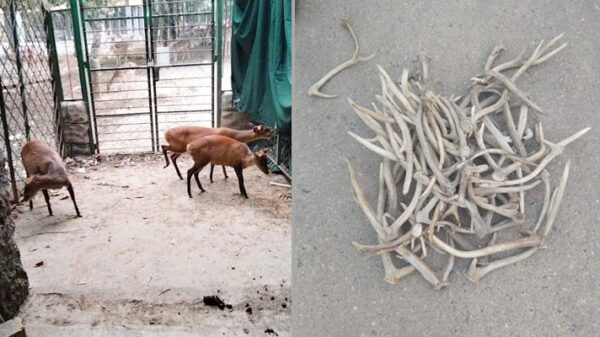 রিসোর্টে মিলল চারটি মায়া হরিণ ও ৫৬টি শিং