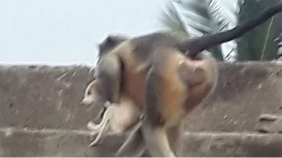 সন্তানের মৃত্যুর প্রতিশোধ! এক মাসে বাঁদর-বাহিনীর হাতে ‘খুন’ ২৫০ কুকুরছানা