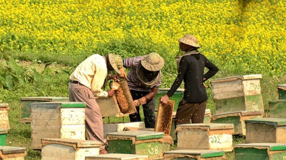 সরিষা ক্ষেতে মধু চাষীরা ব‍্যস্ত হয়ে পরেছে মধু সংগ্রহে